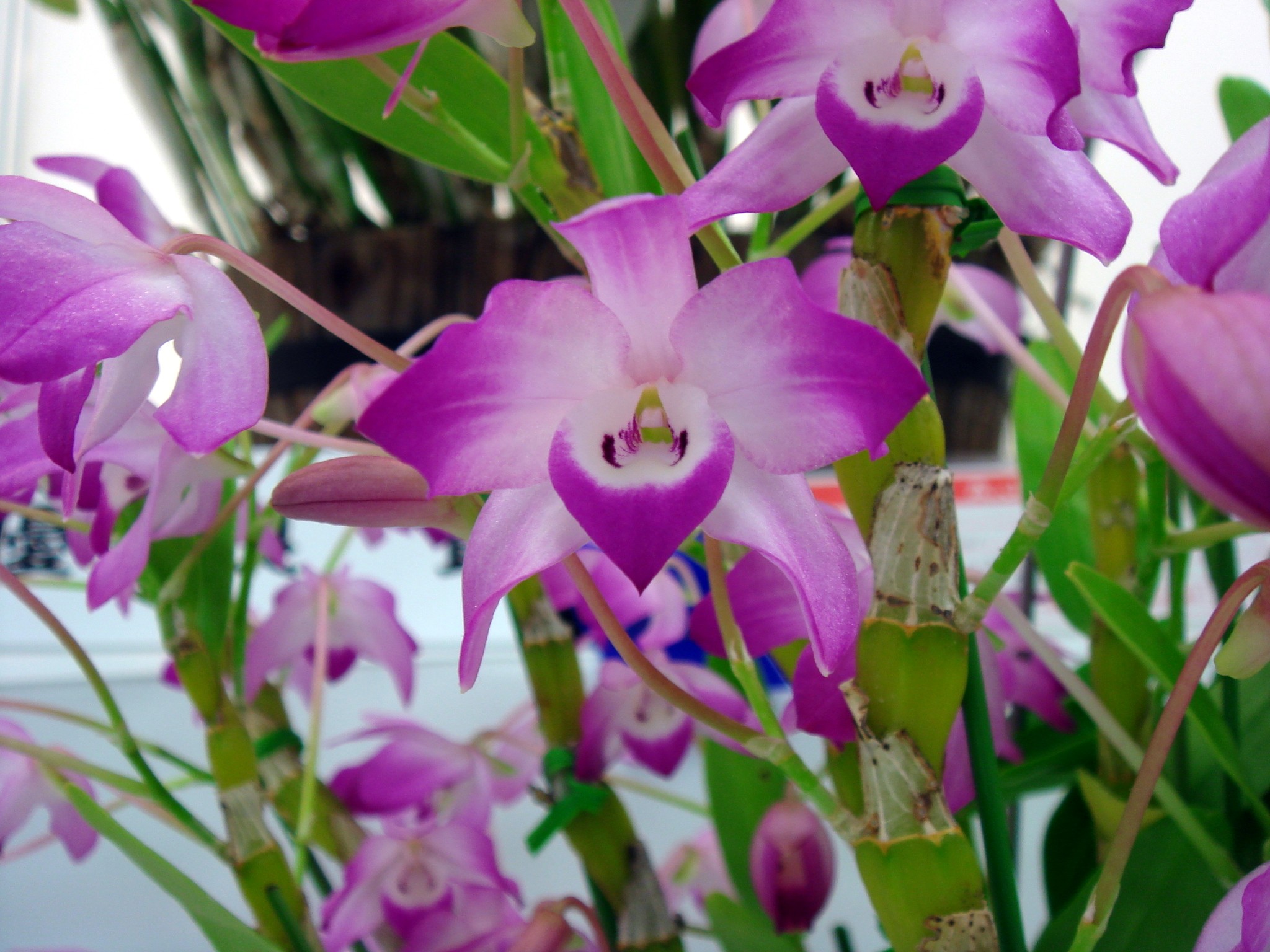 Hoa Phong Lan Vi T Vietnam Orchids Dendrobium R Ng Vi T Nam